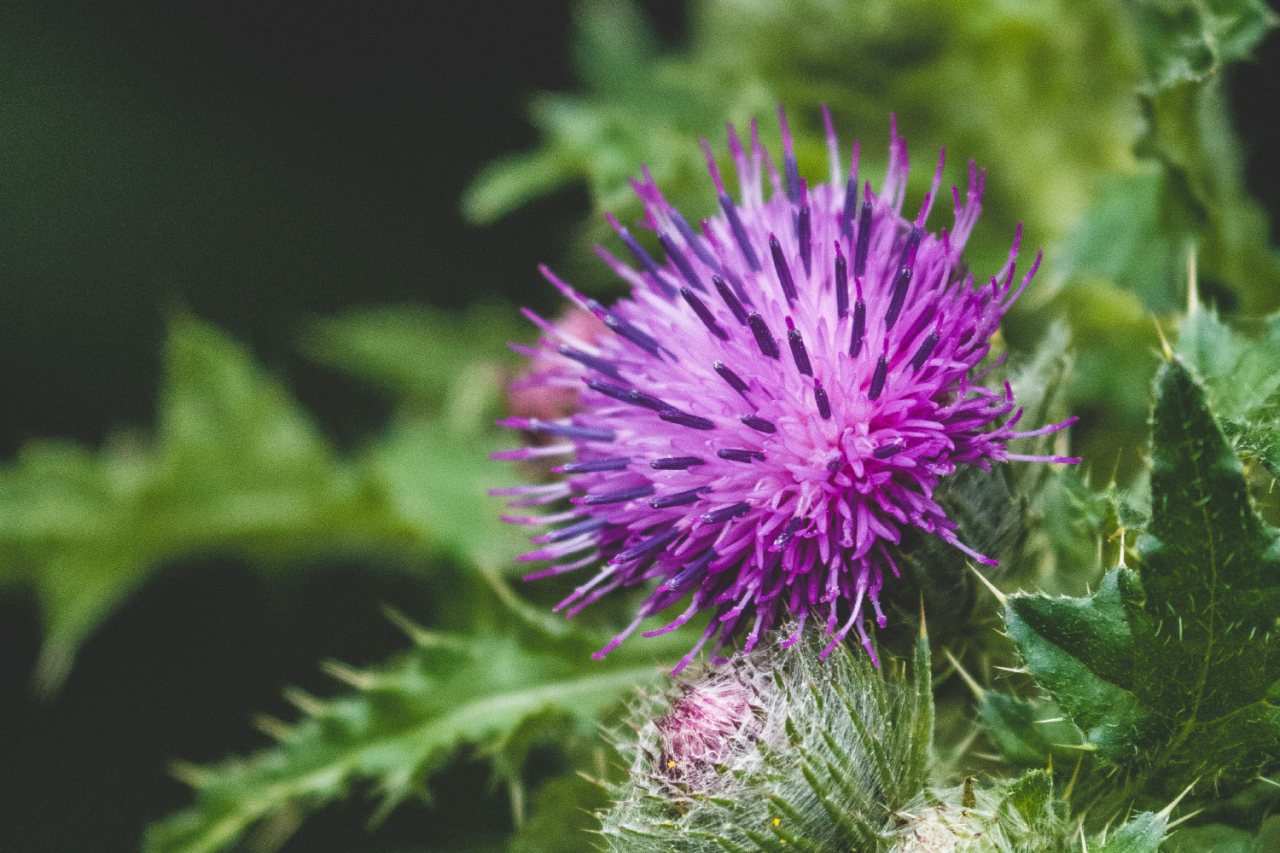 Mariendistel