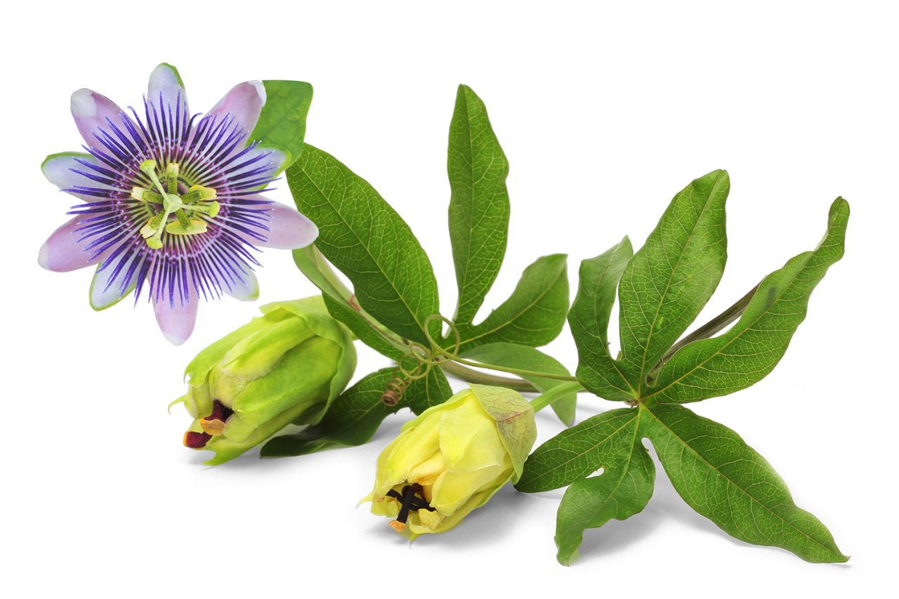 Passionsblume