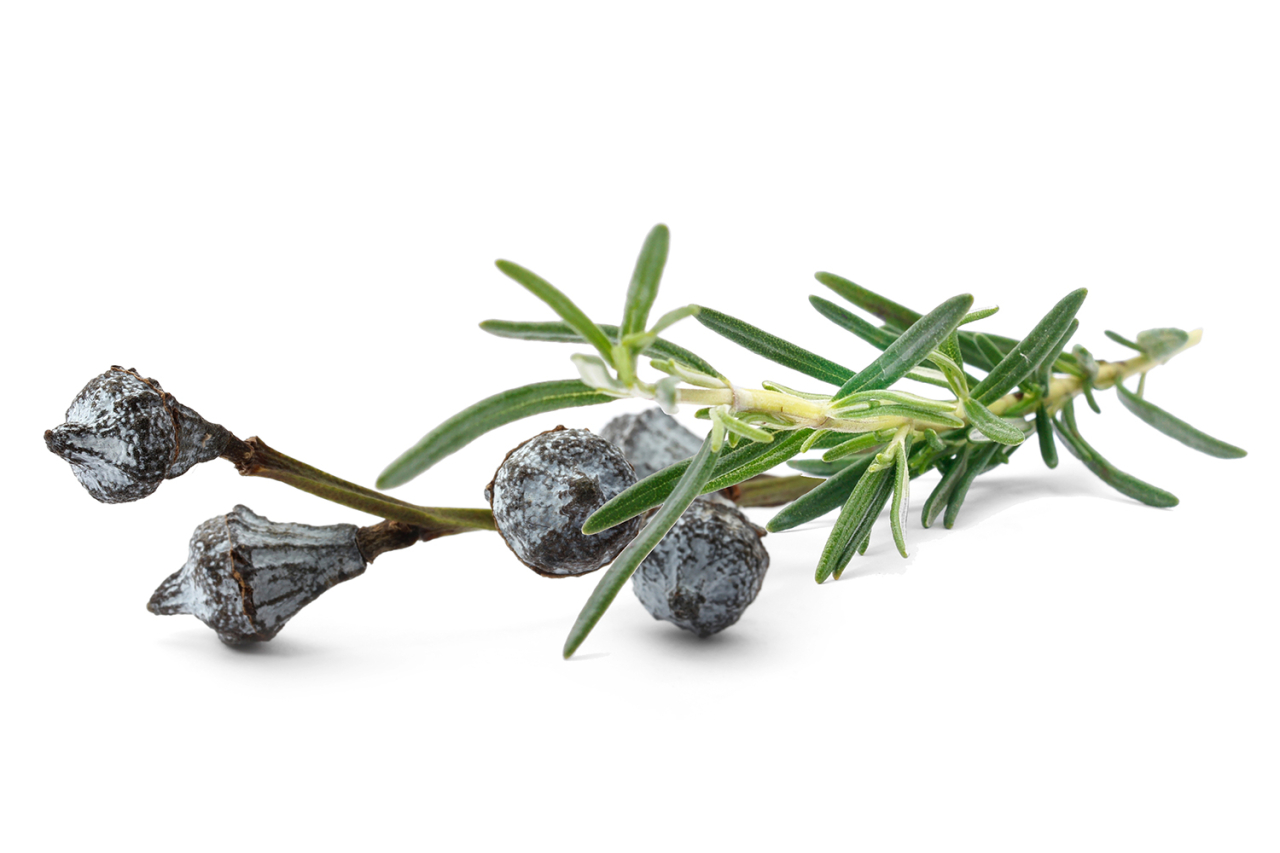 Eukalyptus