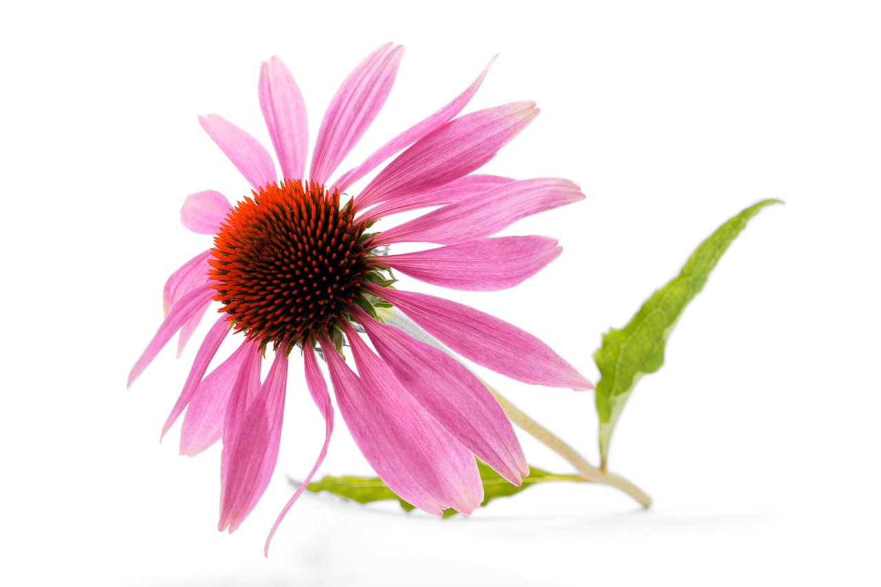 Echinacea