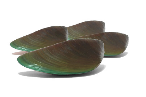Muscheln