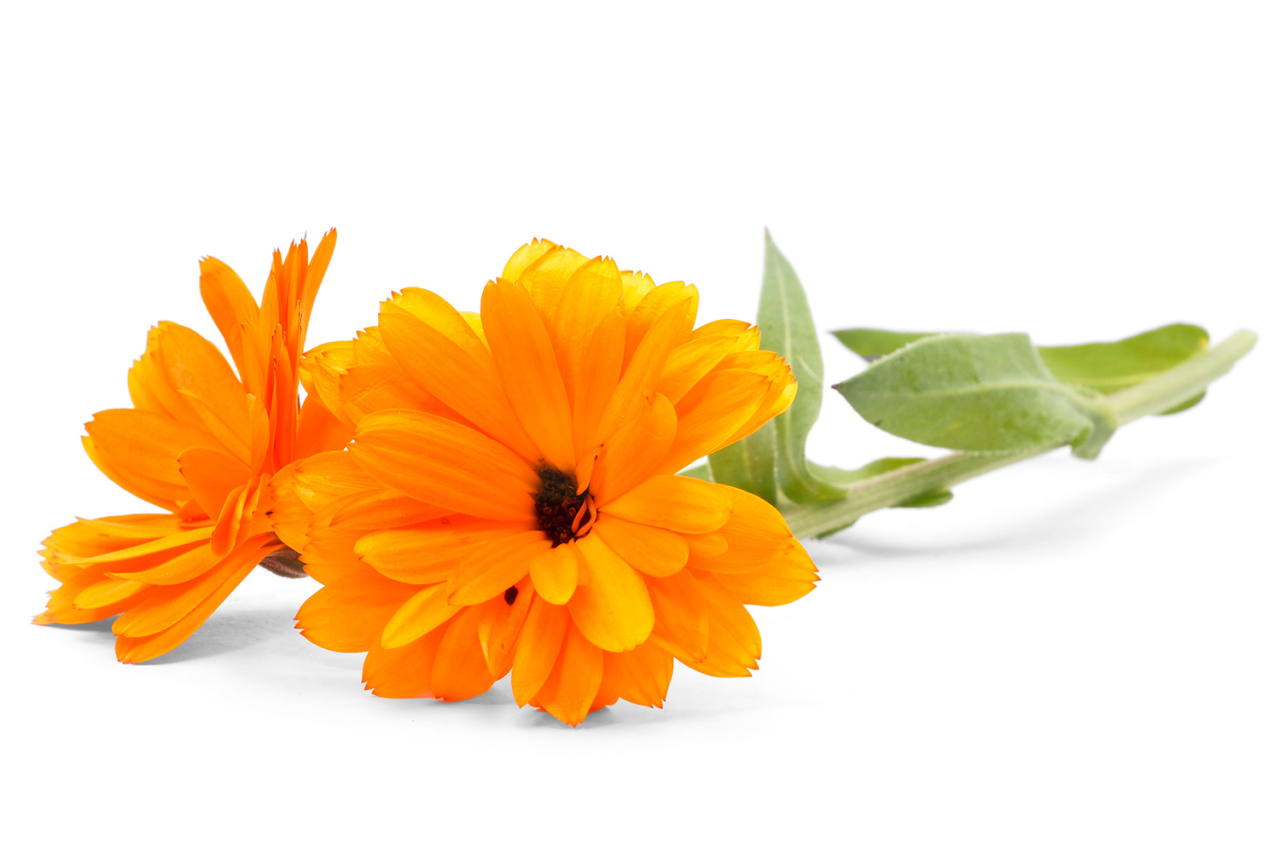 Ringelblume