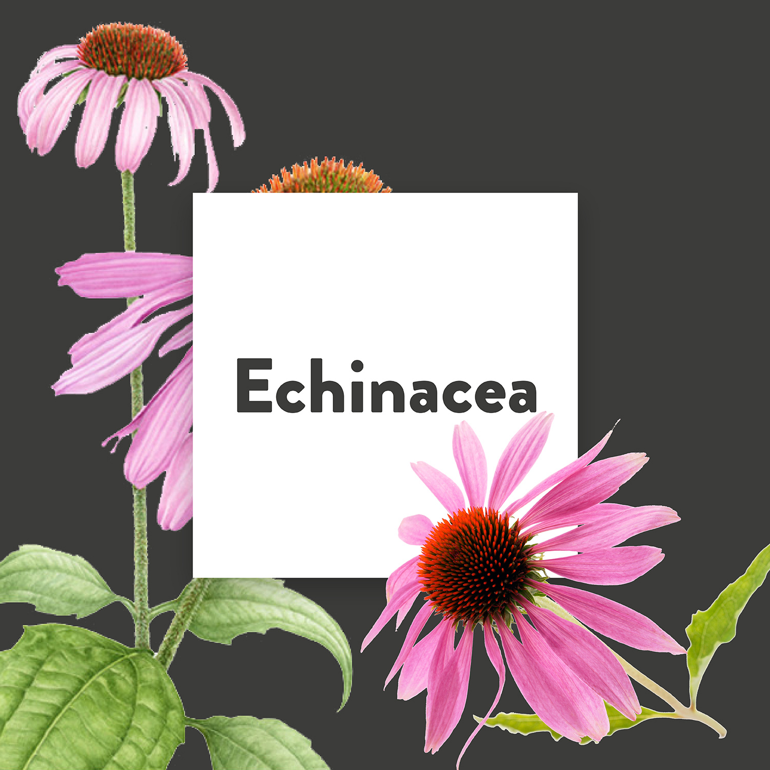 Pflanze des Monats: Echinacea