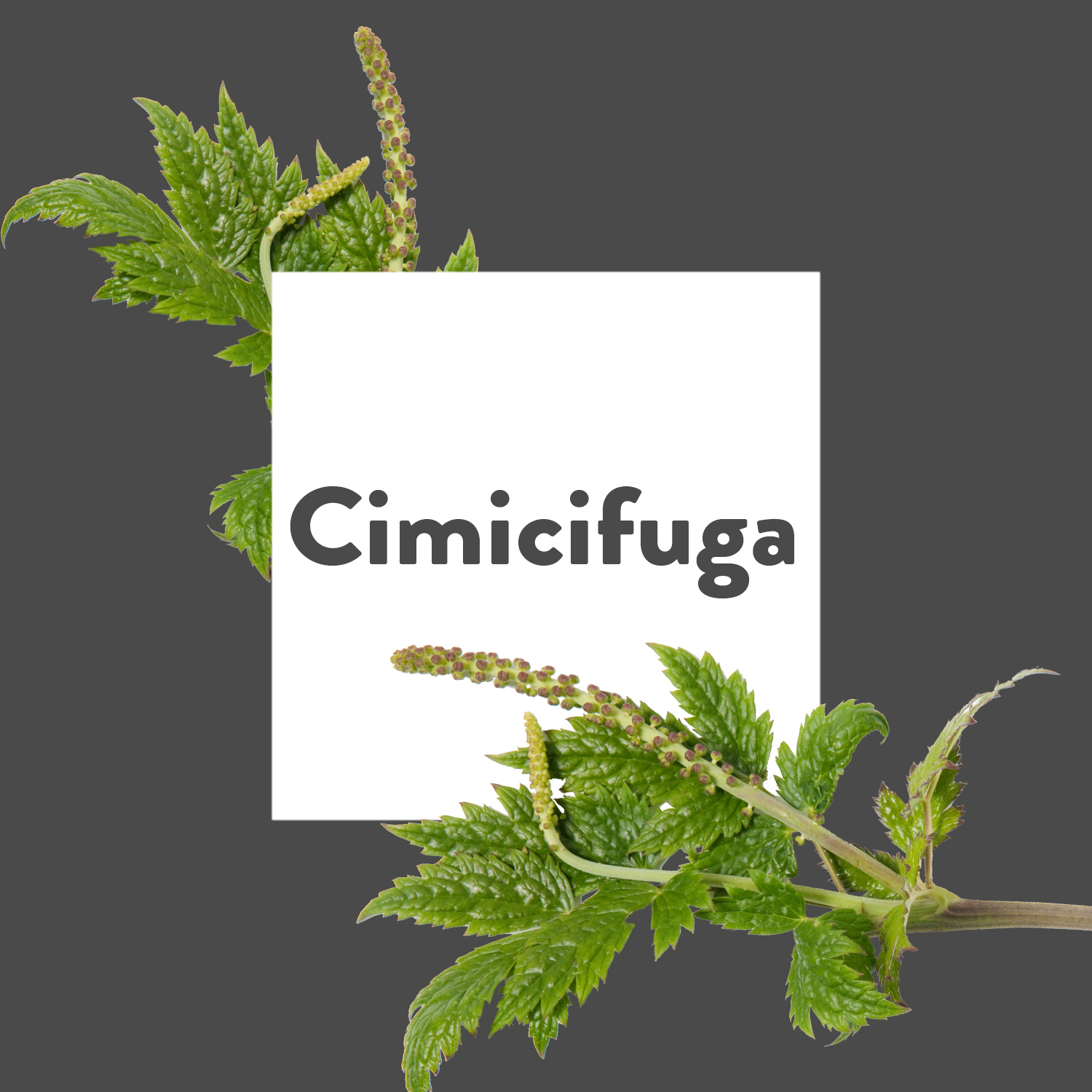 Pflanze des Monats: Cimicifuga