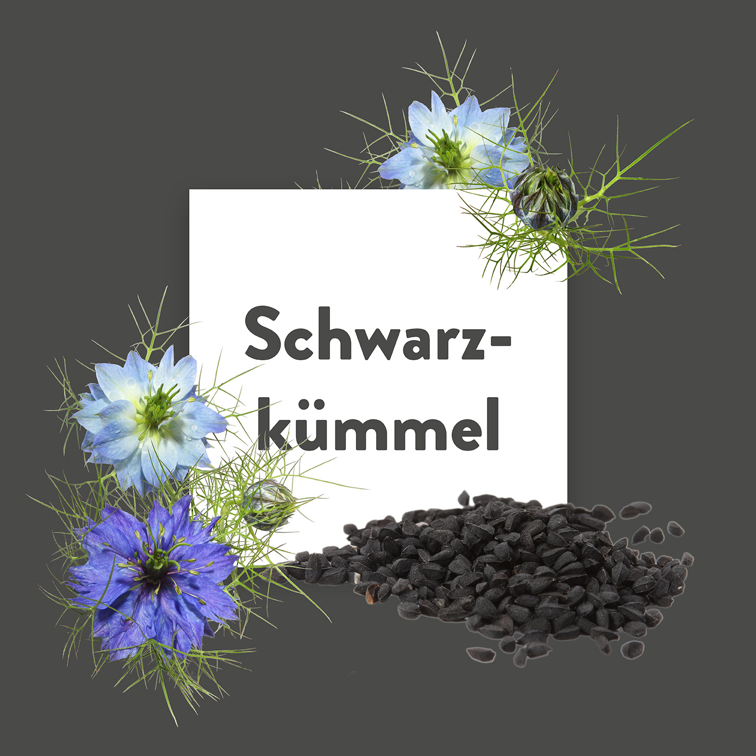 Pflanze des Monats: Schwarzkümmel