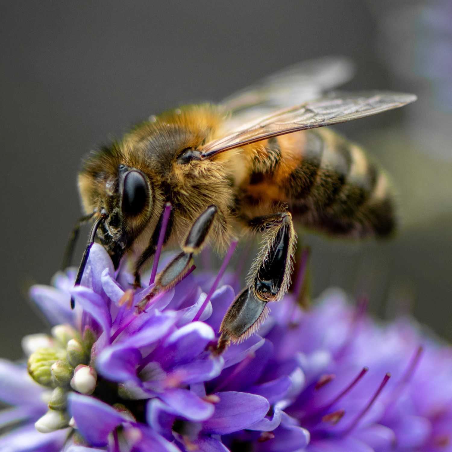 Propolis: Das Bienenkittharz ist die Apotheke aus der Natur