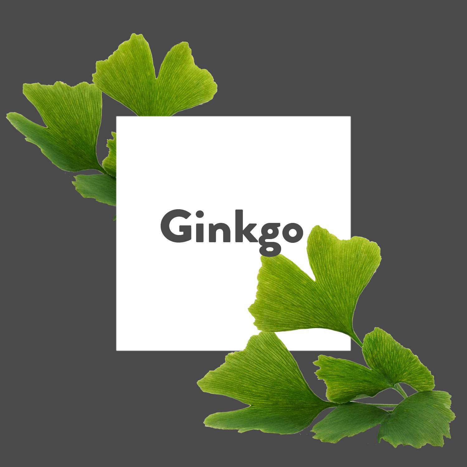 Pflanze des Monats: Ginkgo